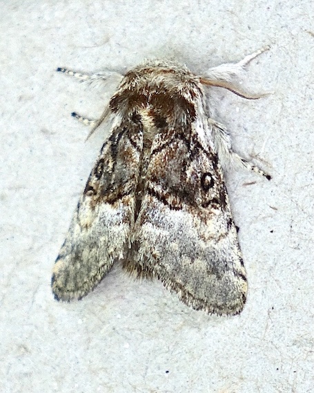 nut-tree tussock